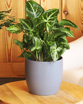 Green Syngonium Plant